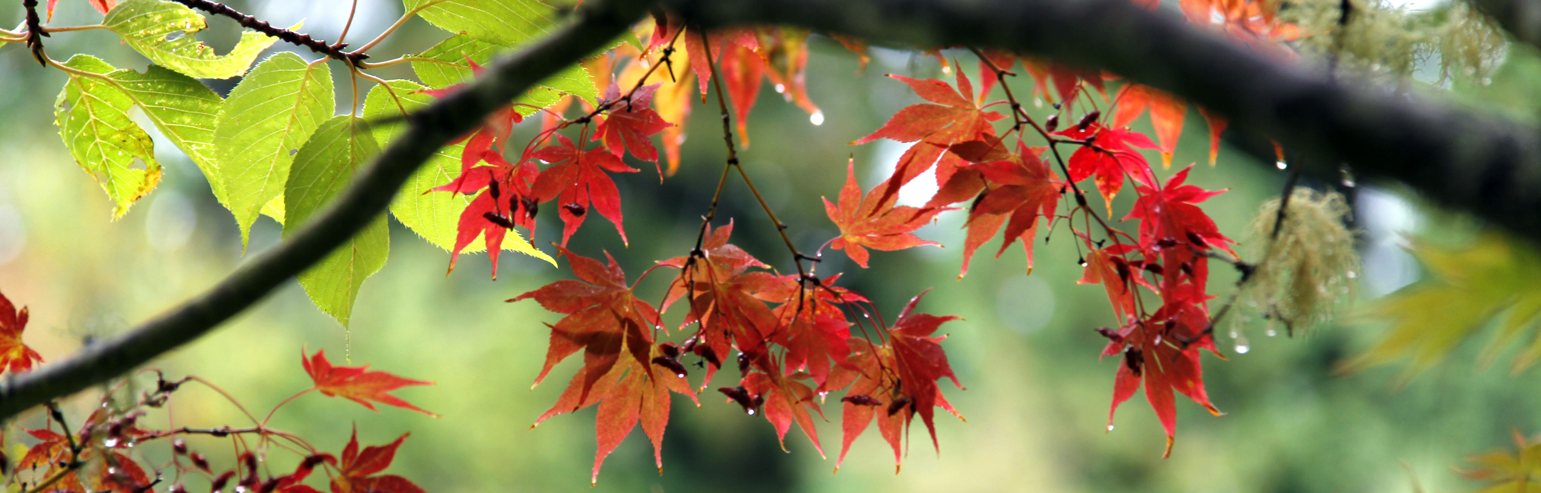 autunno 102